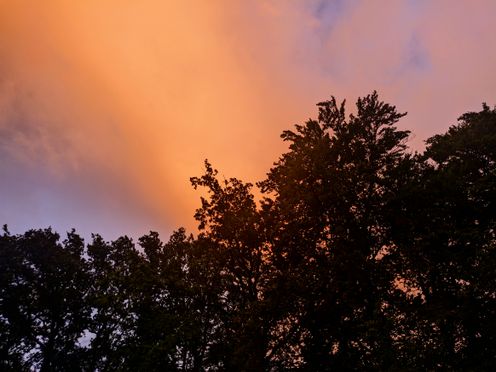 Dark leafy treetops against a sky with a large cloud lit brightly orange by the setting sun.