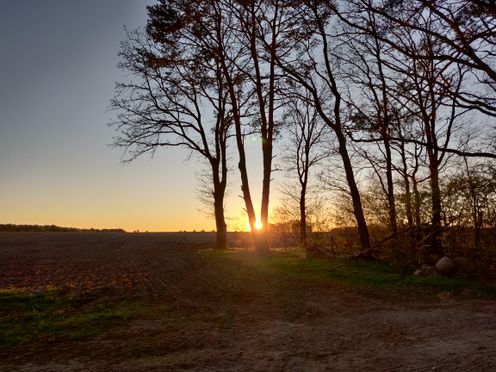 The setting sun peeks through a split tree trunk and creates a golden flare. In the foreground a dark field.