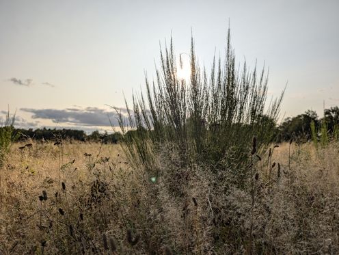 The setting sun peeks through a small bush, the ground is covered in autumn-brown high grasses.
The sky slowly turns golden-yellow with only a few clouds hanging low over the horizon which is lined with trees.
