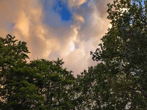 Looking up at the sky which is covered in a puffy cloud layer that is turning golden-yellow from the setting sun, just a bit of blue is leaking through a whole in the clouds. The lower half is framed by tree tops with countless green leaves.